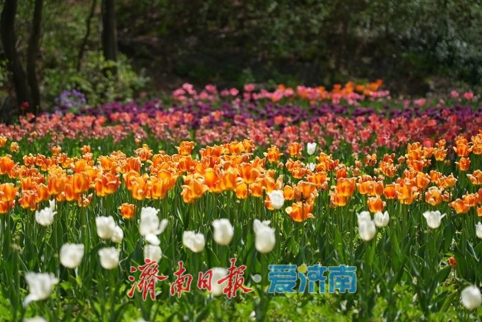 郁金香花开成海！济南红叶谷变身“莫奈花园”，春日顶流打卡地藏不住了！