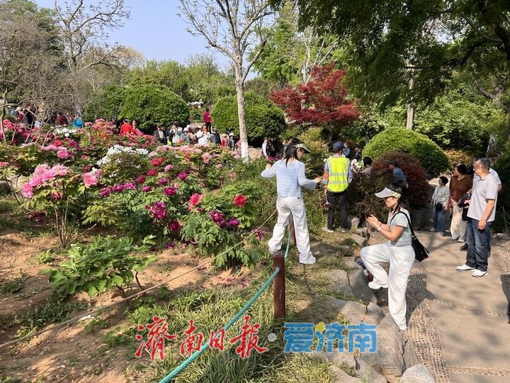 牡丹面前，你的样子真的不美