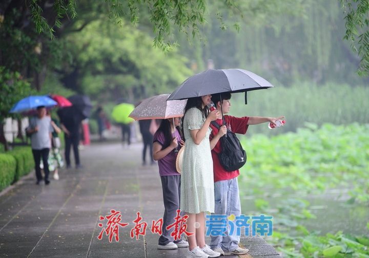 一年四季 泉在济南｜雨打荷花别样艳，泉城明湖江南韵