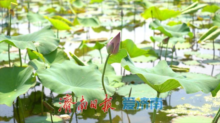 曾搭卫星游太空 今朝安家黄河边 遥墙街道千亩“水果莲”下月采收