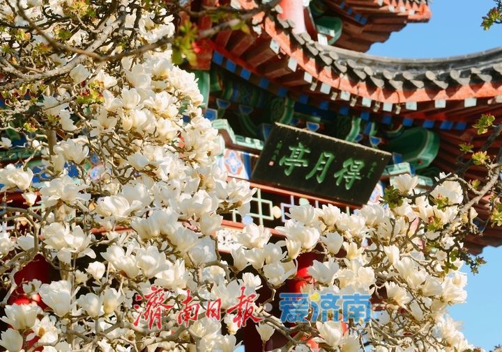 湖畔玉兰美若仙，春意盎然醉人眼