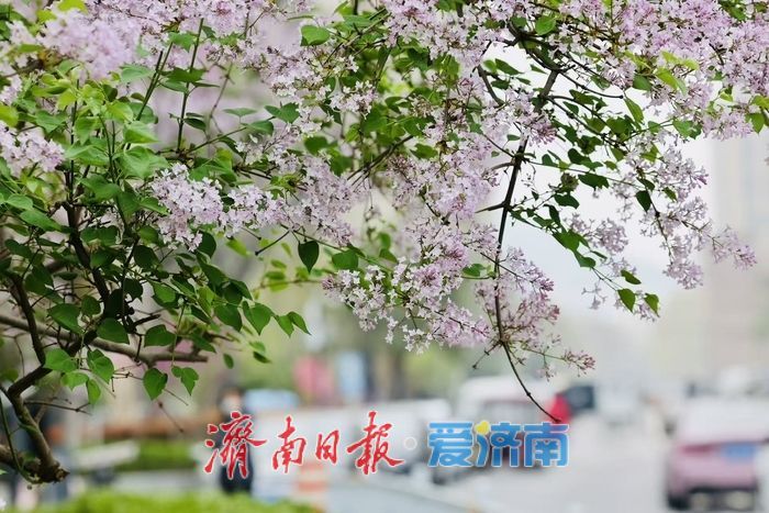花香满径！经十路丁香盛放绘泉城春日美景
