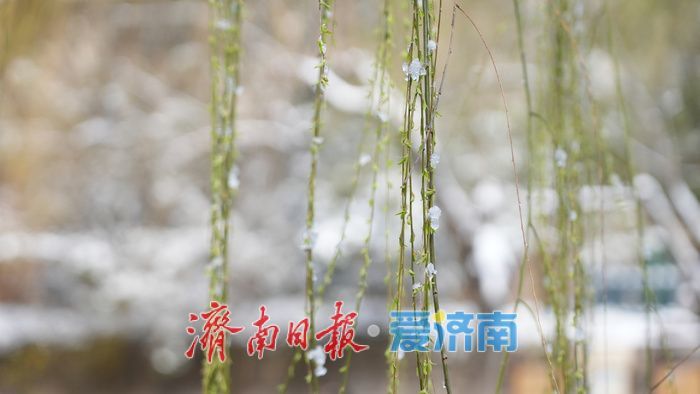 雪霁泉城披银纱，护城河畔如诗画