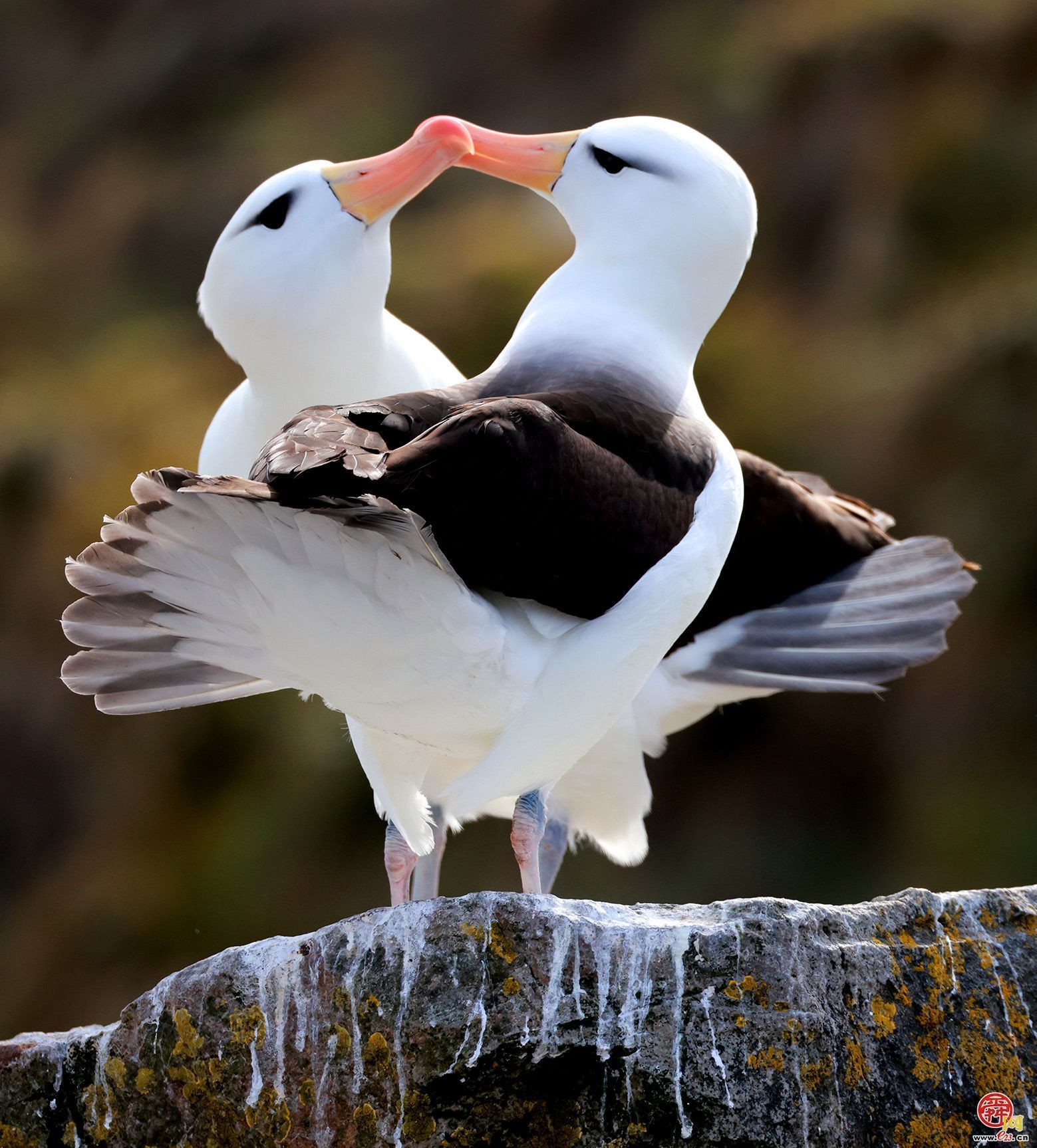 侯贺良8探南极数智影像大展在山东博物馆开展