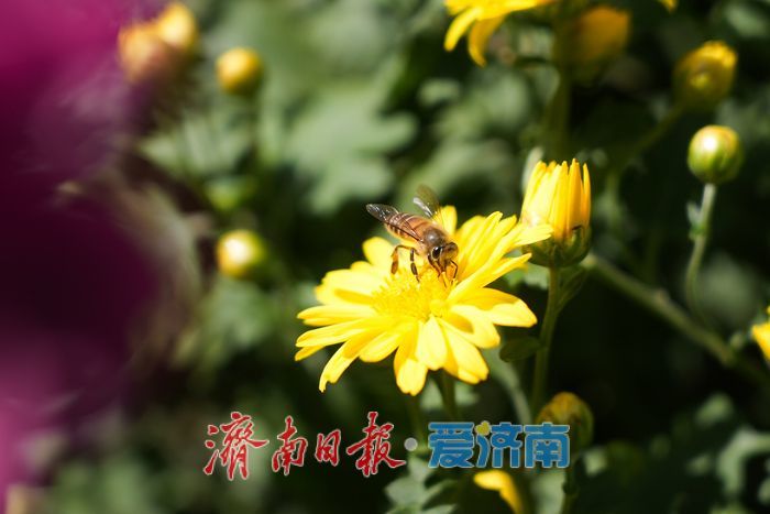 一年四季 泉在济南丨菊映潭水 五龙潭赏菊迎来最佳观赏期