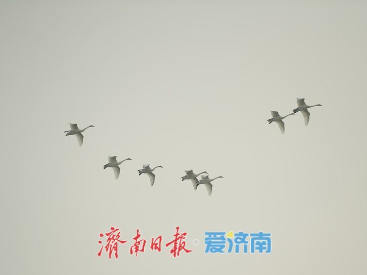 泉城年味气氛组已就位，是“蛇”候过年啦！