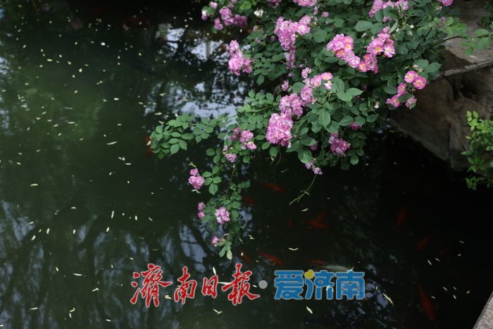 一年四季 泉在济南｜五龙潭公园蔷薇盛放惹人醉