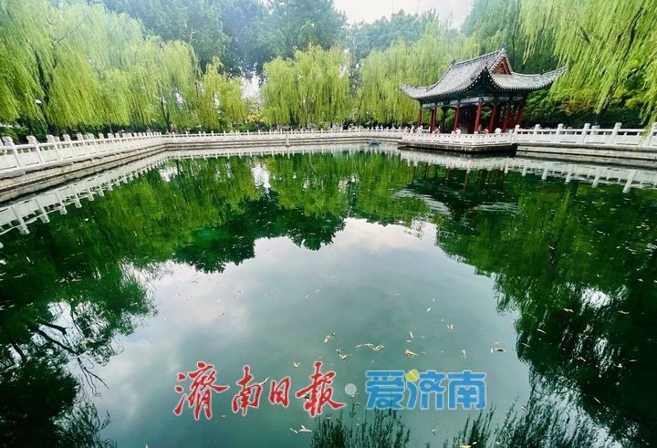 夏日珍珠泉 满池清凉意