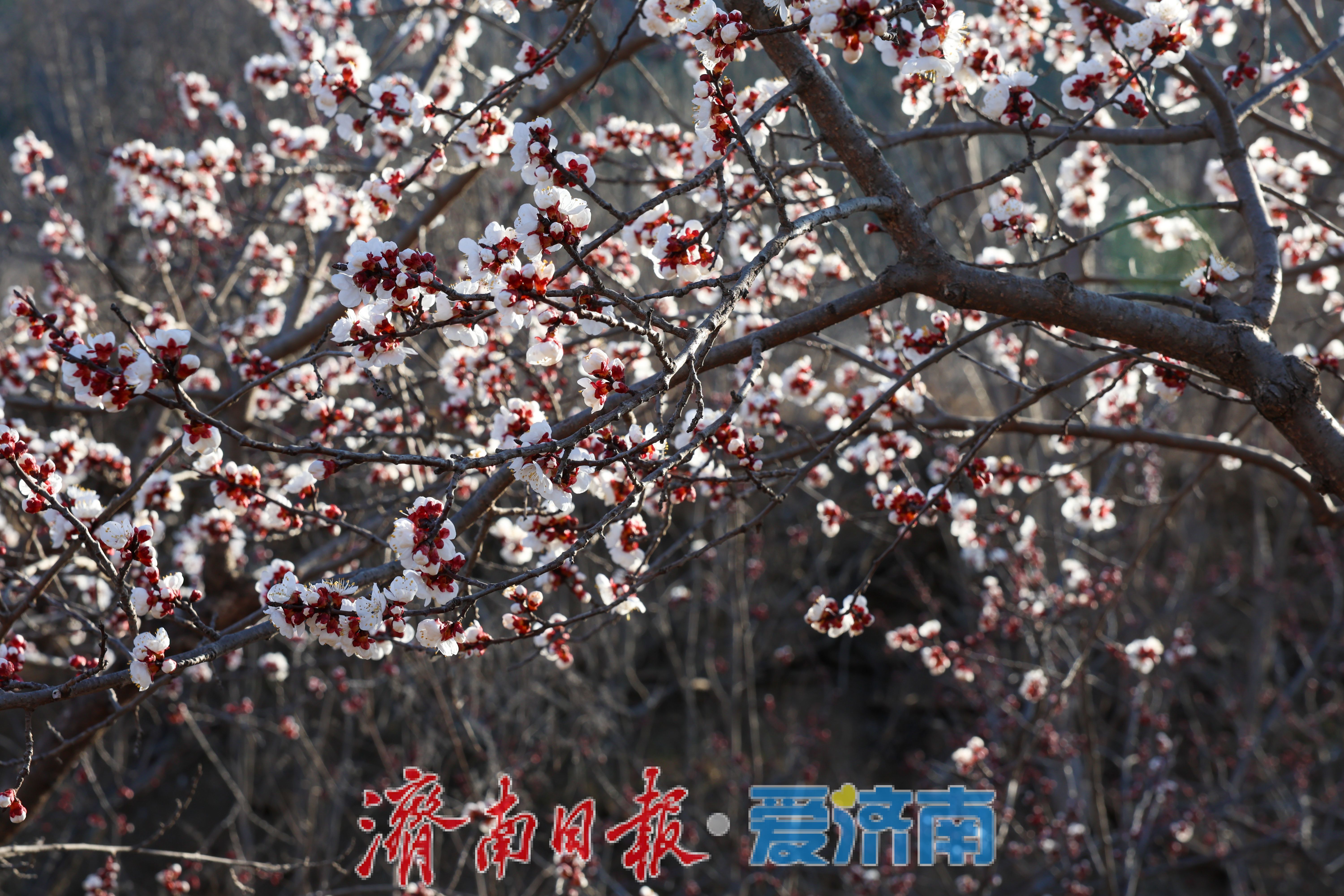 春日限定！济南围子山杏花悄然绽放
