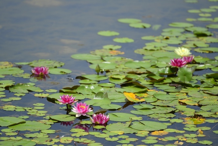 夏日休闲好去处，打卡最美华山湖