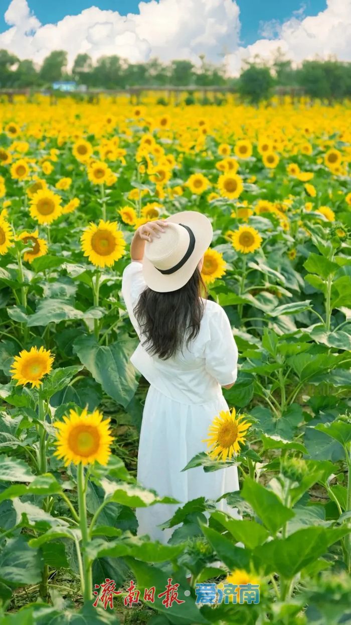 免费解锁梵·高同款！这片金色向日葵花海美炸了