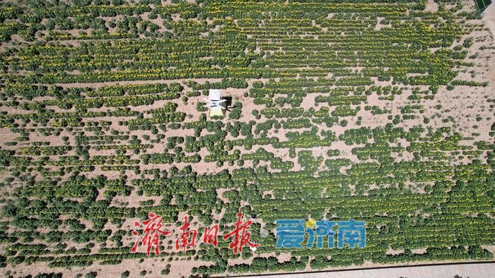 油葵花海绚烂绽放 绘就乡村旅游新画卷