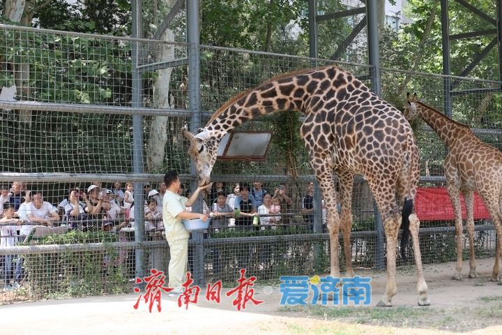 一年四季 泉在济南｜济南动物园开启动物“益智食光”