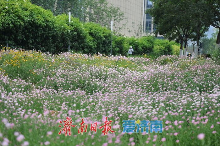 一年四季 泉在济南丨济南CBD宝藏打卡地！粉金花带闯入初夏