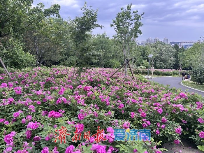 千佛山景区长者学堂北侧玫瑰盛放
