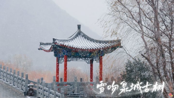 今冬初雪“吻”古树！舜网实拍雪舞泉城生态画卷