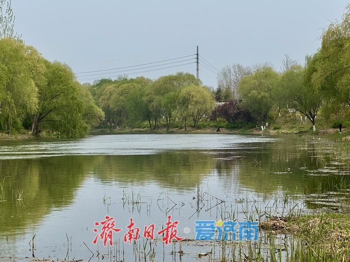一年四季 泉在济南丨柳绿桃红映清波！小清河上游绘就春日风景画