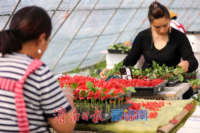 春日育苗忙 科技赋能 “苗壮苗优”