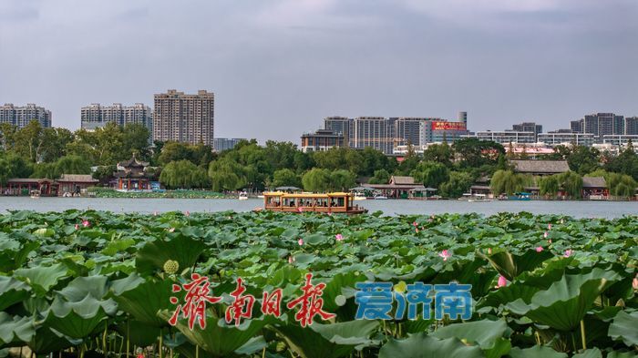 一年四季 泉在济南丨大明湖秋日荷塘：藏着泉城的专属诗意 
