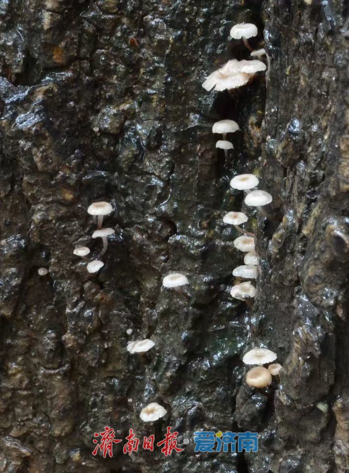 神奇动物在济南，秒变城市“代言人”