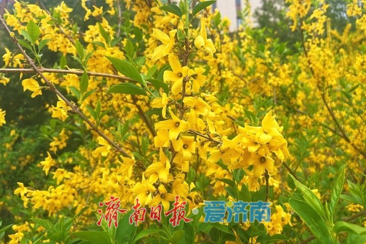 一年四季 泉在济南丨街头花开艳 春日美景入画来