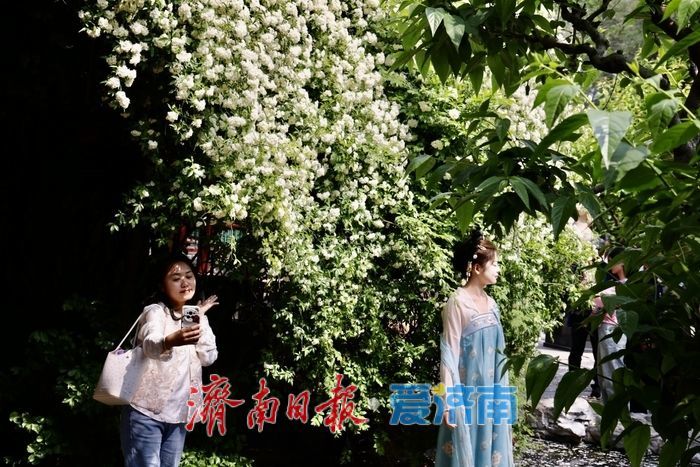 趵突泉木香盛开 花香满庭引客来