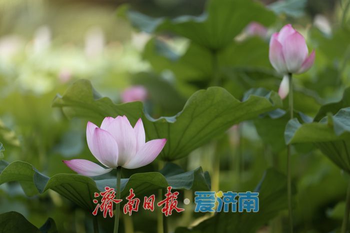 泉城荷韵盛放时，泉城公园荷花迎来最佳观赏期