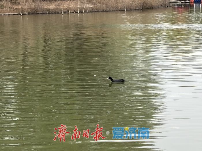 这个春天，别只“Color Walk”，来济南赴一场“Bird Walk”