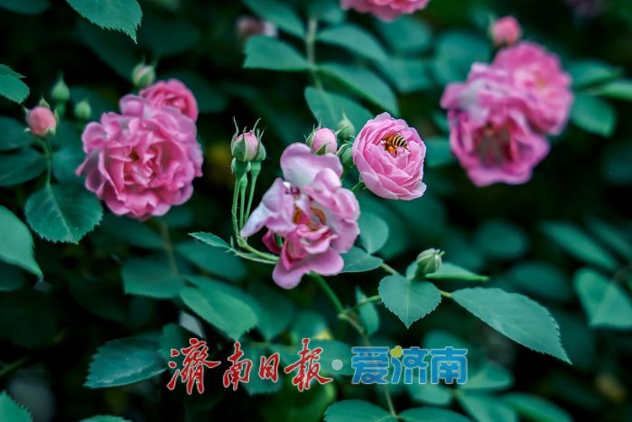 一年四季 泉在济南丨蔷薇花开满街巷 暮春美景醉人心