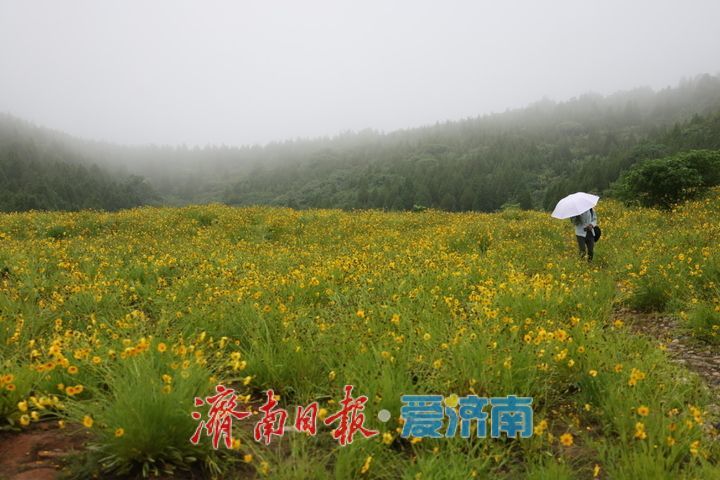 雨中花海添诗意 济南金鸡菊静美宜人
