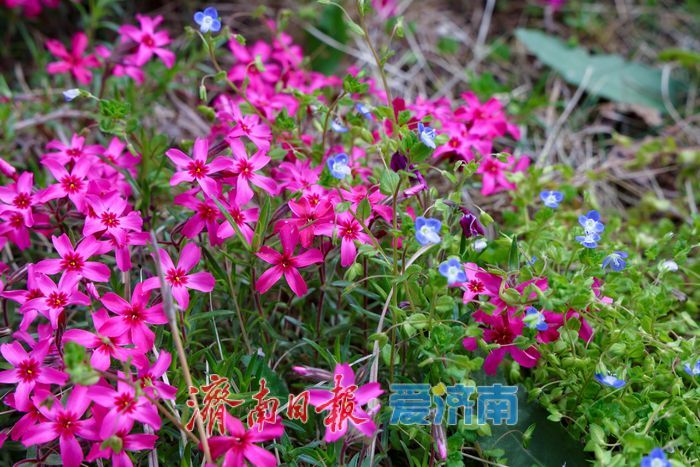 一年四季 泉在济南丨千平福禄考花海盛放 彩石片区添春日浪漫盛景