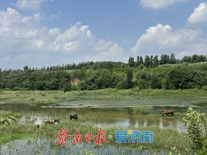 玉符河畔现草原风光 群马悠闲食草美如画
