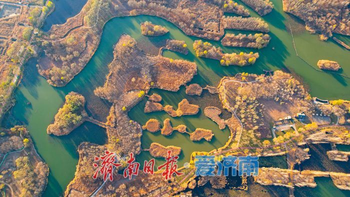 芦花纷飞裹碧湖 初冬湿地美如画——济西国家湿地公园诗意灵动