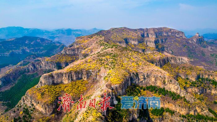 济南“小太行”藏不住了！天帘山连翘花迎来高光时刻