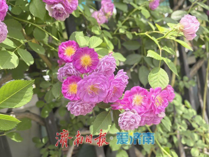 蔷薇漫墙！槐荫新晋小众打卡点邂逅春日浪漫
