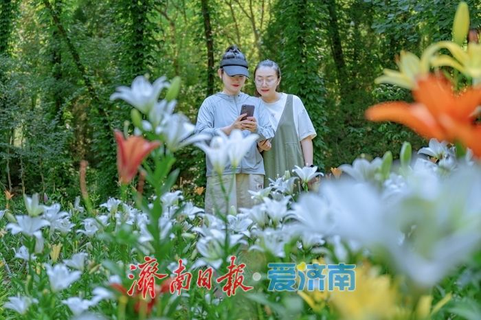 一年四季 泉在济南丨FUN肆一夏！济南红叶谷第十八届百合花节盛大启幕