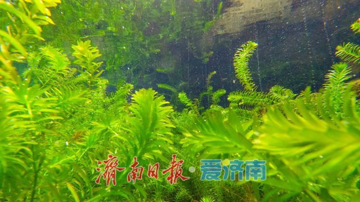 一年四季 泉在济南丨直击五龙潭水下秘境！泉眼“开锅”涌珠 胖鲤嬉戏“水底森林”