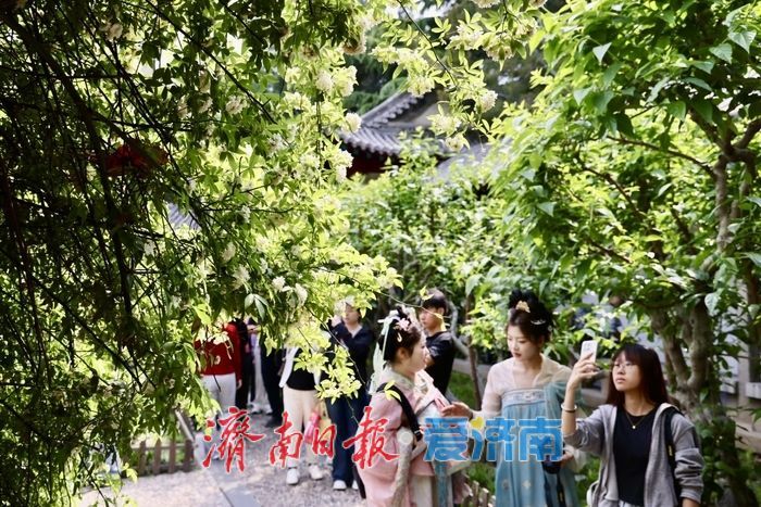 趵突泉木香盛开 花香满庭引客来