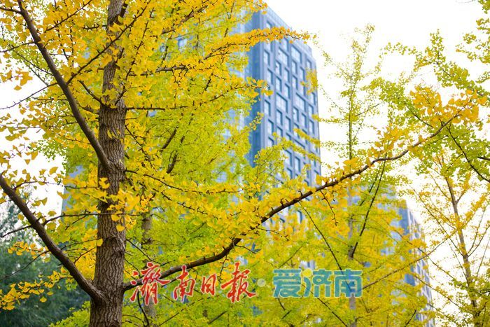 一年四季 泉在济南丨济南世纪大道银杏迎最佳观赏期 “黄金长廊”引客驻足