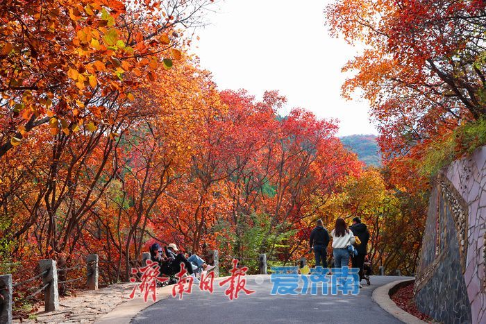 万山红遍，层林尽染！济南红叶谷进入最佳观赏期