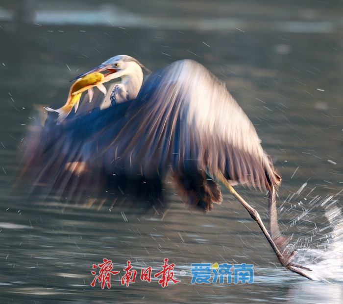 十年“打鸟”记录完整生态改善链条 济南生态向好引鸟类“安家”