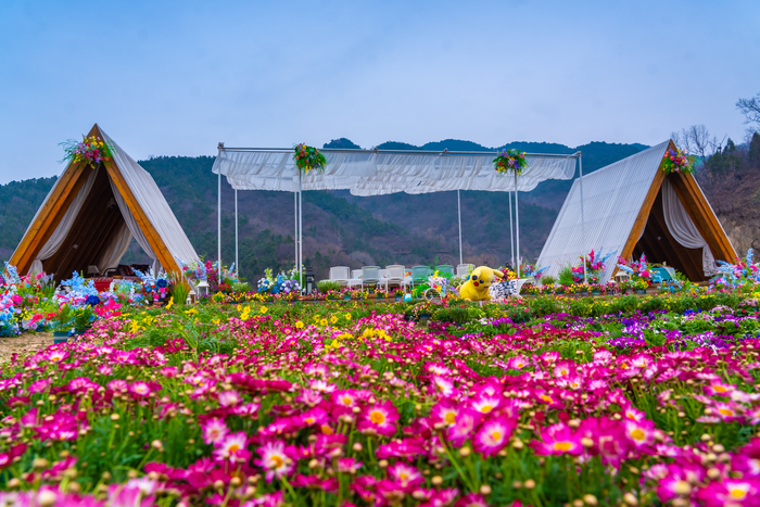 假期赏花好去处，济南这里美不胜收