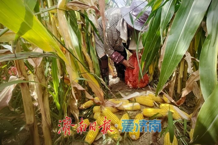 玉米抢收正当时 济南田间处处丰收忙