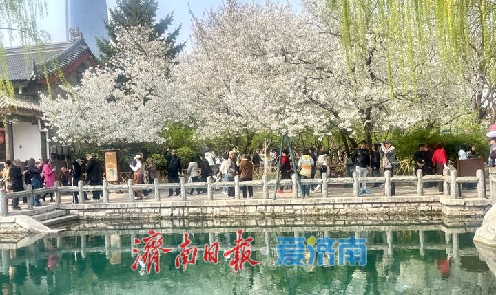 一年四季 泉在济南丨泉畔春樱盛 五龙潭变“打卡”胜地