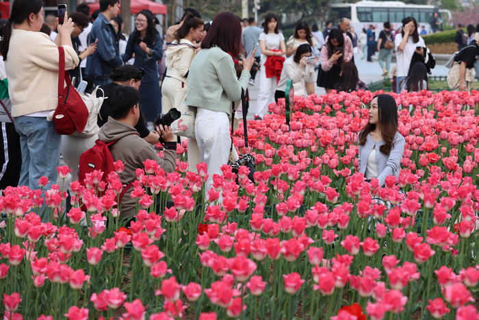 “郁”见美好！济南这里郁金香缤纷盛开，温馨浪漫