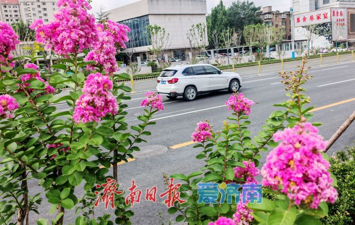 紫薇花开，邂逅夏日浪漫