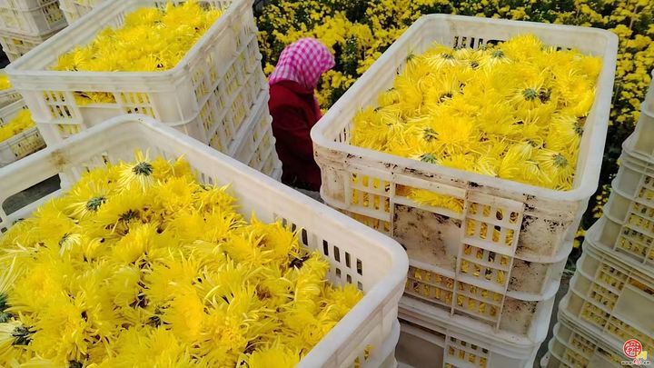 从“采菊东篱”的诗意到“乡村振兴”的盛景——官庄街道连绵青山绽放“幸福花海”