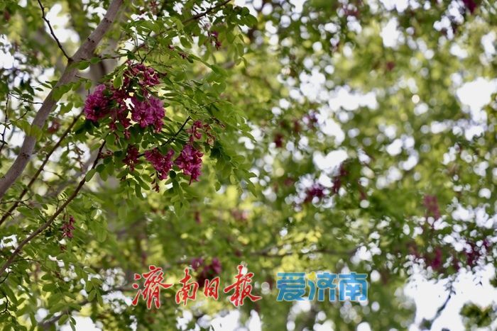 一年四季 泉在济南丨济南CBD槐花盛放 紫韵飘香绘就都市春景