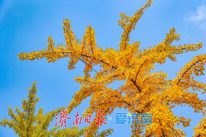 一年四季 泉在济南丨金叶翩跹映泉城，广场银杏醉游人