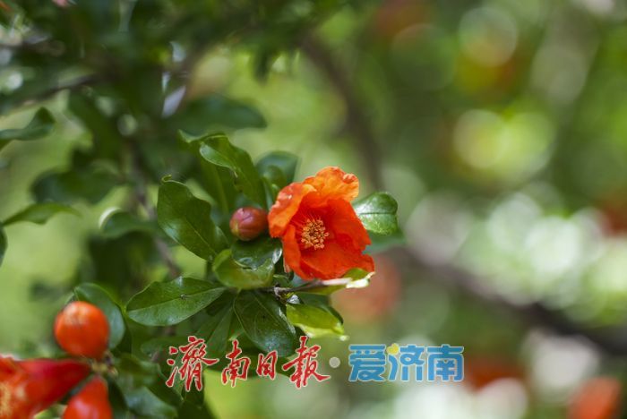 一年四季 泉在济南 